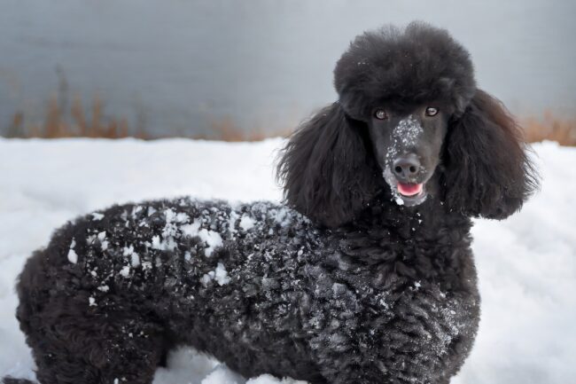 Firefly ein schwarzer hübscher pudel seitlich, auf deren fell viel schnee fest gefroren ist 45171